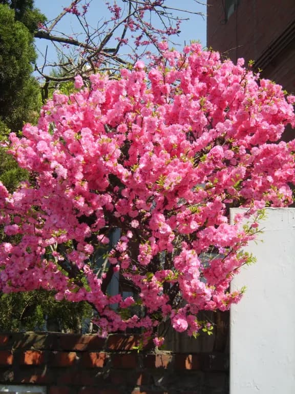 PRUNUS TRILOBA FRUIT WATER 대표 사진