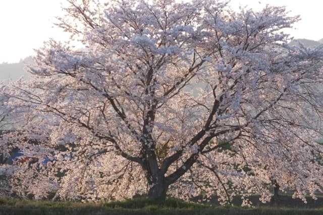 PRUNUS YEDOENSIS BRANCH/LEAF EXTRACT 대표 사진
