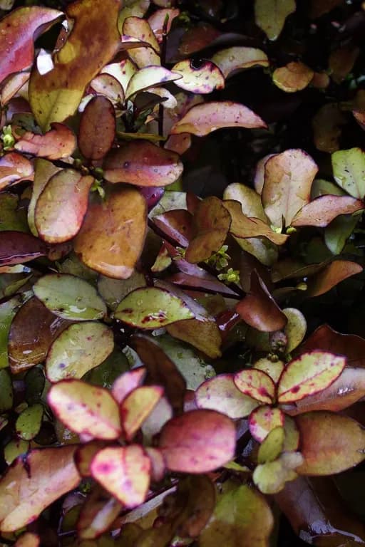 PSEUDOWINTERA COLORATA FLOWER/LEAF EXTRACT 대표 사진