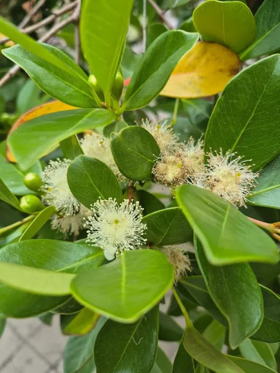 PSIDIUM CATTLEIANUM FRUIT EXTRACT 대표 사진