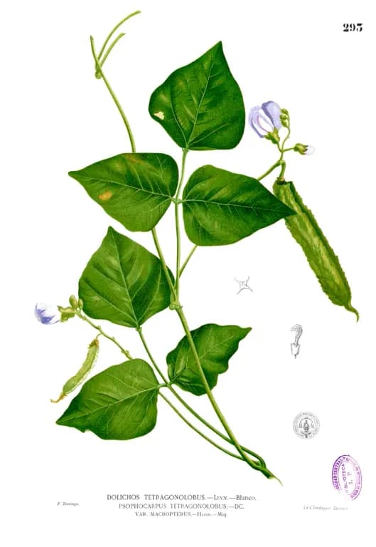 PSOPHOCARPUS TETRAGONOLOBUS ROOT EXTRACT 대표 사진