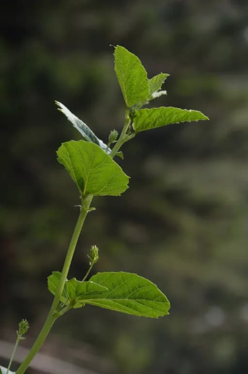 PSORALEA CORYLIFOLIA FRUIT VESICLES 대표 사진