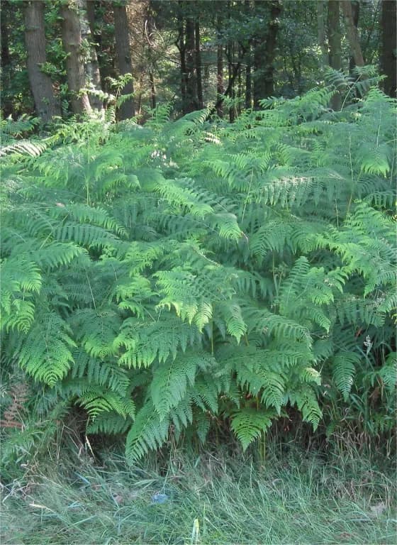PTERIDIUM AQUILINUM JUICE VESICLES 대표 사진
