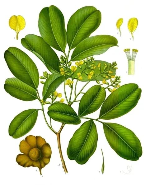 PTEROCARPUS MARSUPIUM WOOD EXTRACT 대표 사진