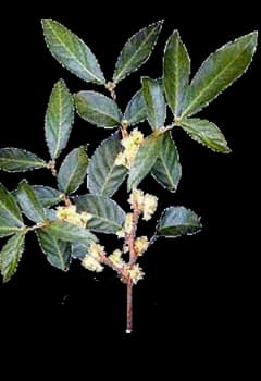 PTYCHOPETALUM OLACOIDES ROOT EXTRACT 대표 사진
