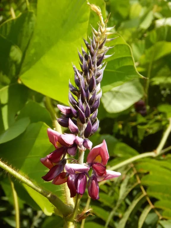 PUERARIA MONTANA ROOT EXTRACT 대표 사진