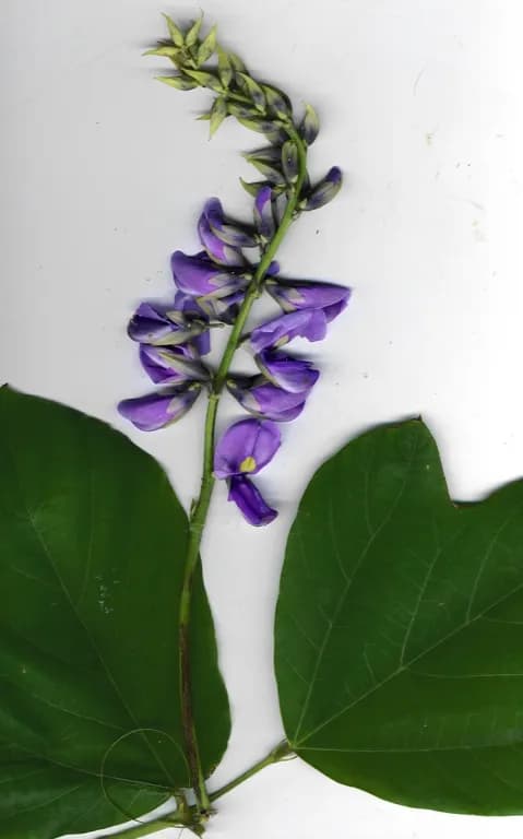 PUERARIA THUNBERGIANA ROOT EXTRACT 대표 사진