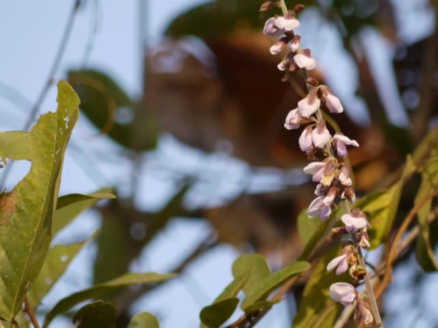PUERARIA TUBEROSA LEAF CELL EXTRACT 대표 사진