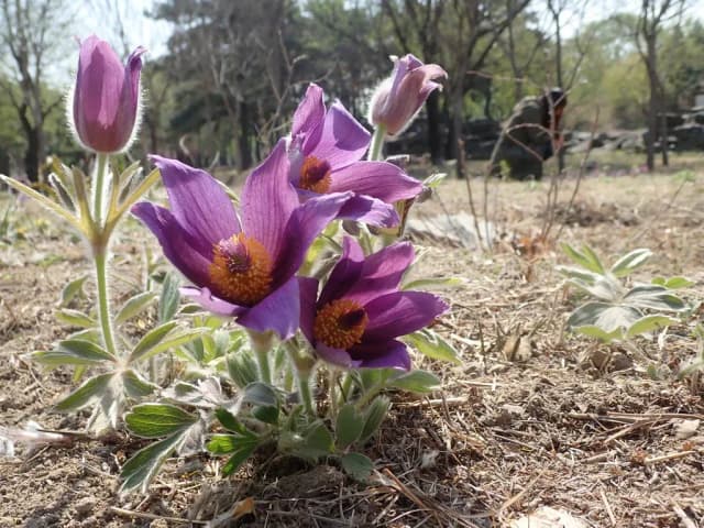 PULSATILLA CHINENSIS ROOT EXTRACT 대표 사진
