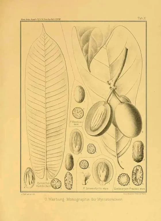 PYCNANTHUS ANGOLENSIS NUT OIL 대표 사진