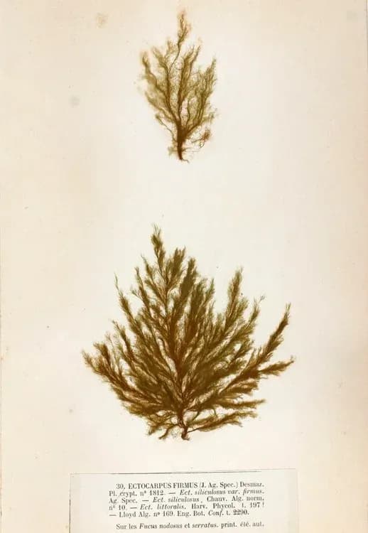 PYLAIELLA LITTORALIS EXTRACT 대표 사진