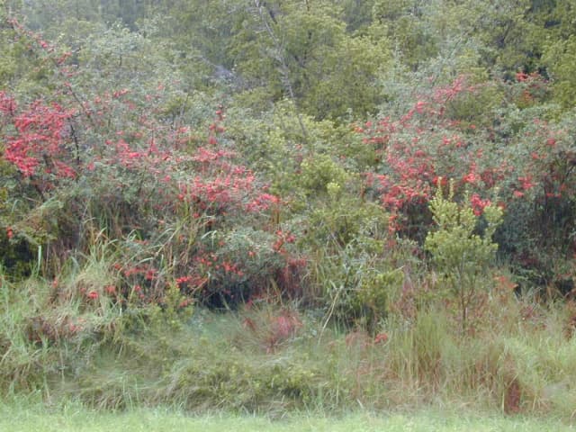 PYRACANTHA FORTUNEANA FRUIT EXTRACT 대표 사진