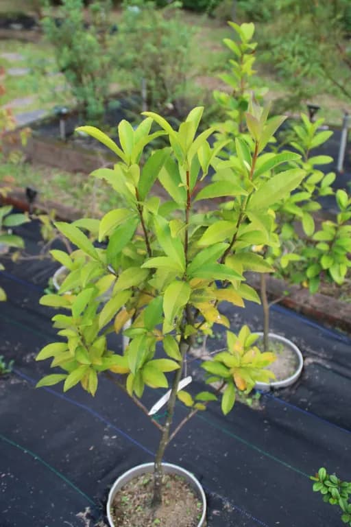 PYRENARIA BUISANENSIS LEAF EXTRACT 대표 사진
