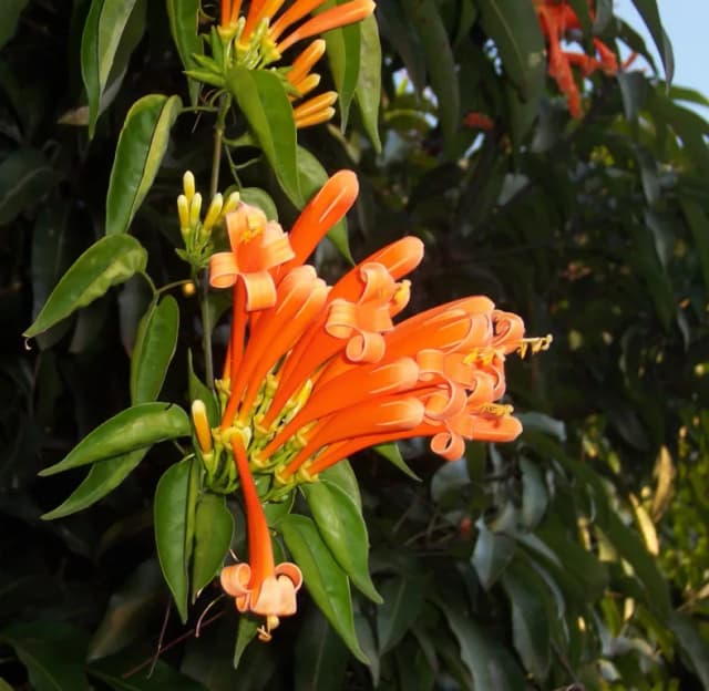 PYROSTEGIA VENUSTA FLOWER EXTRACT 대표 사진