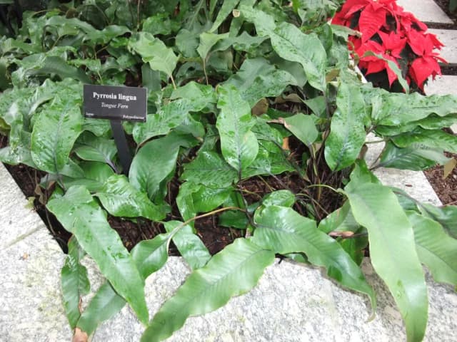 PYRROSIA LINGUA EXTRACT 대표 사진