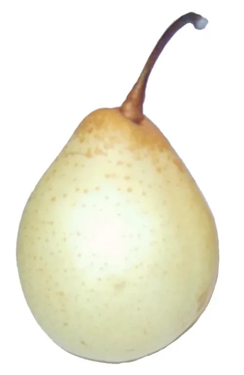 PYRUS BRETSCHNEIDERI FRUIT JUICE 대표 사진