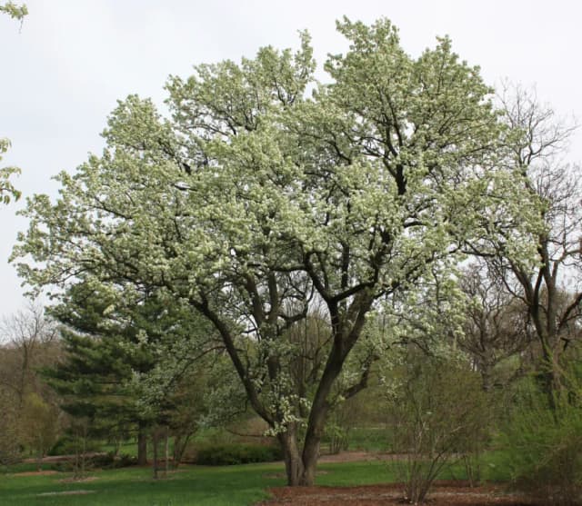 PYRUS CALLERYANA BARK/BRANCH EXTRACT 대표 사진