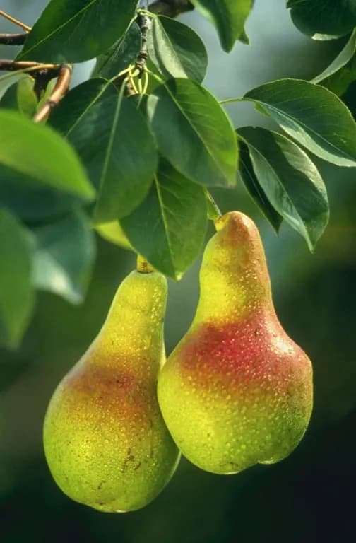 PYRUS COMMUNIS POMACE EXTRACT 대표 사진