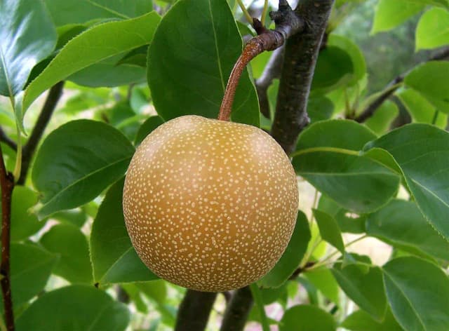 PYRUS PYRIFOLIA FRUIT JUICE 대표 사진