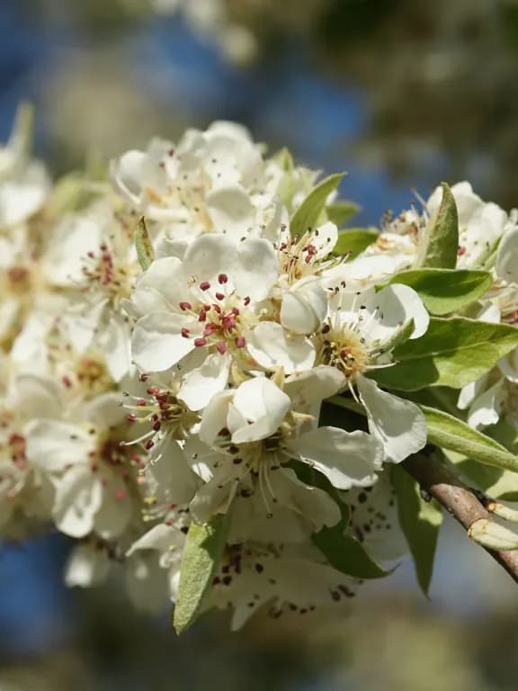 PYRUS SPINOSA FRUIT EXTRACT 대표 사진
