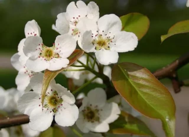 PYRUS USSURIENSIS LEAF EXTRACT 대표 사진