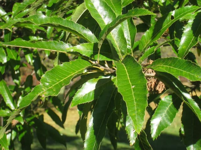 QUERCUS ACUTISSIMA FRUIT EXTRACT 대표 사진