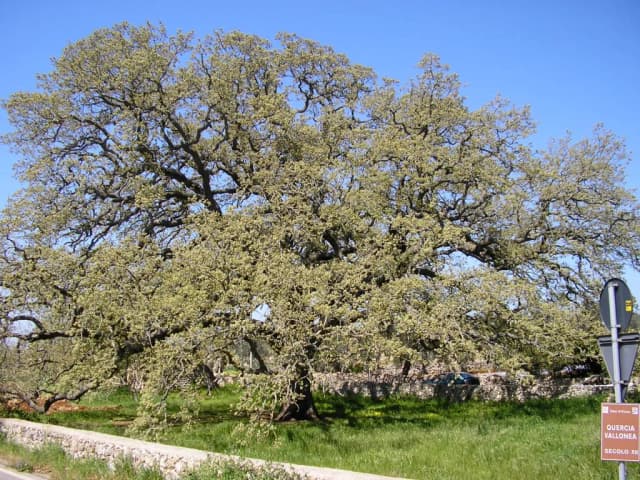 QUERCUS AEGILOPS CUPULE EXTRACT 대표 사진