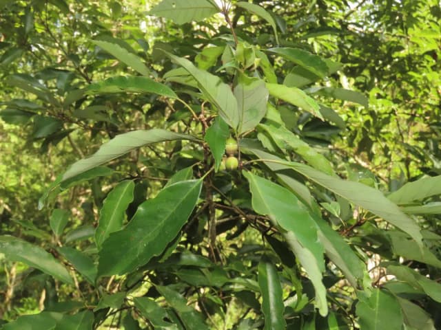 QUERCUS GLAUCA WOOD VINEGAR 대표 사진