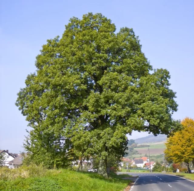 QUERCUS PETRAEA BARK/WOOD/LEAF EXTRACT 대표 사진