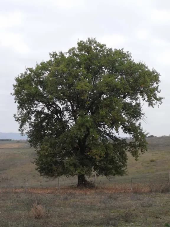 QUERCUS PUBESCENS LEAF/STEM EXTRACT 대표 사진