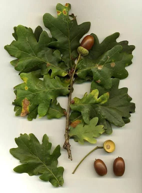 QUERCUS ROBUR WOOD EXTRACT 대표 사진