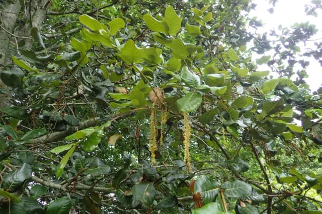 QUERCUS SEMECARPIFOLIA BARK EXTRACT 대표 사진