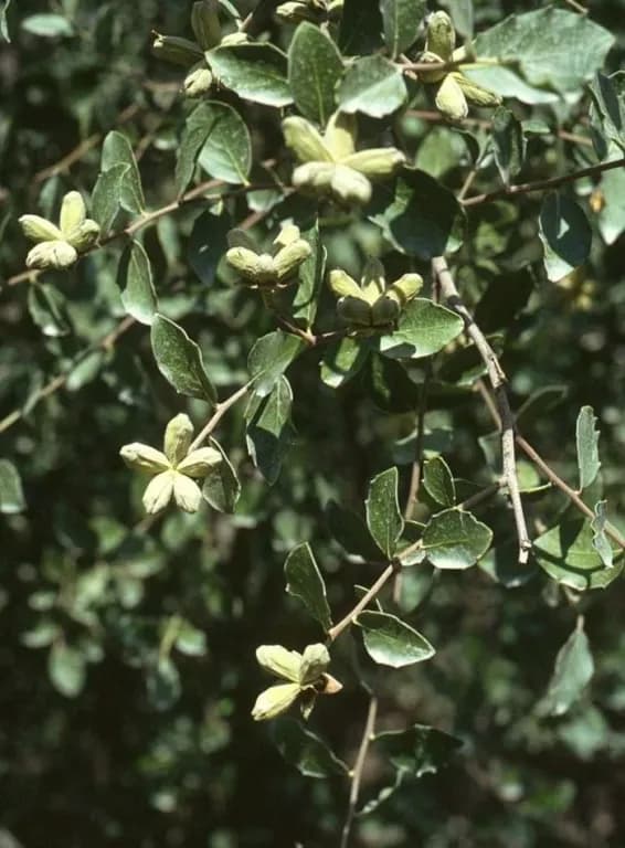 QUILLAJA SAPONARIA CALLUS EXTRACT 대표 사진