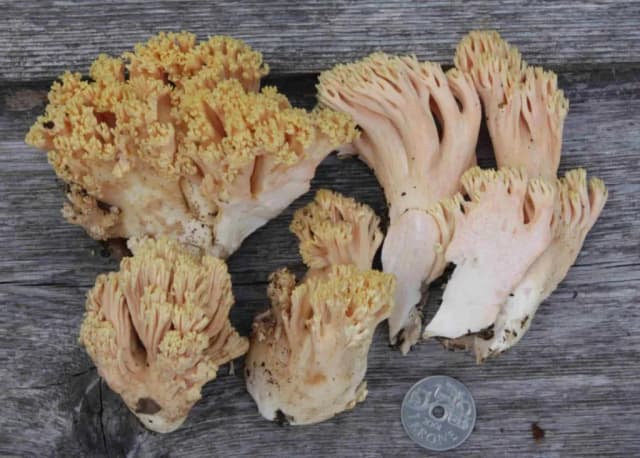 RAMARIA FORMOSA FRUITING BODY EXTRACT 대표 사진
