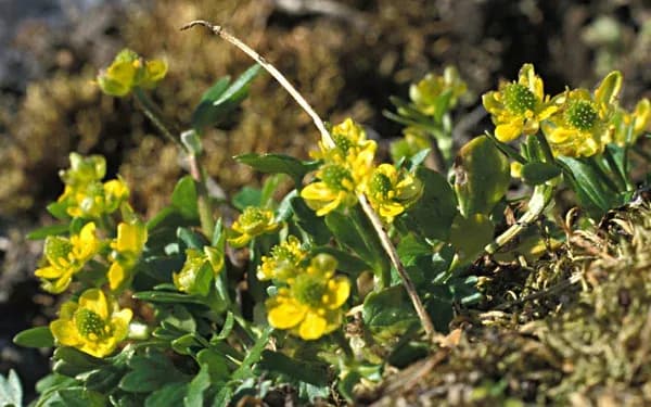 RANUNCULUS PYGMAEUS CALLUS CULTURE EXTRACT 대표 사진