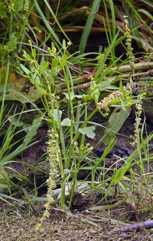 RANUNCULUS SCELERATUS LEAF/STEM EXTRACT 대표 사진