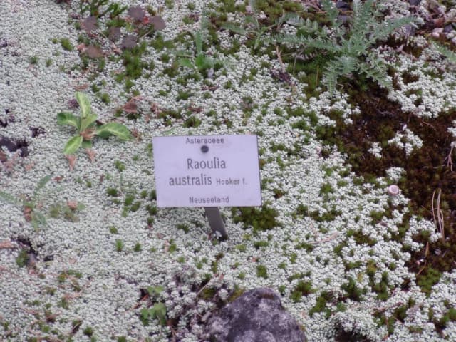 RAOULIA AUSTRALIS SHOOT EXTRACT 대표 사진