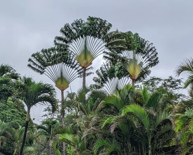 RAVENALA MADAGASCARIENSIS ARIL EXTRACT 대표 사진