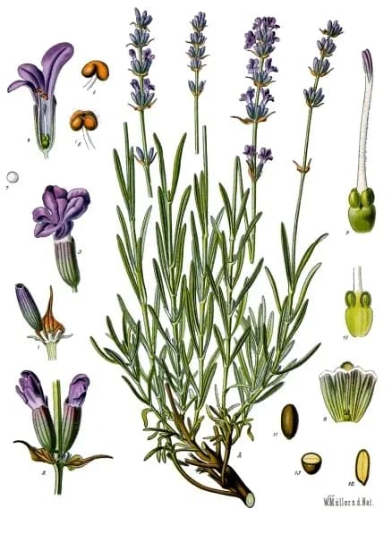 LAVANDULA SPICA HERB OIL 대표 사진