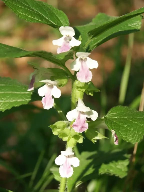 REHMANNIA CHINENSIS ROOT EXTRACT 대표 사진