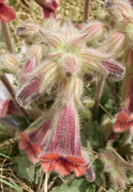 REHMANNIA GLUTINOSA ROOT EXTRACT 대표 사진