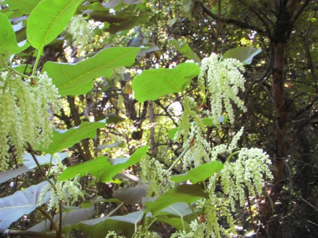 REYNOUTRIA SACHALINENSIS FRUIT EXTRACT 대표 사진