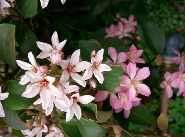 RHAPHIOLEPIS UMBELLATA BARK EXTRACT 대표 사진