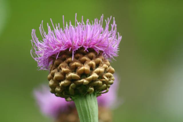 RHAPONTICUM UNIFLORUM ROOT EXTRACT 대표 사진