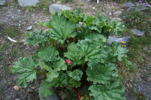 RHEUM EMODI ROOT EXTRACT 대표 사진