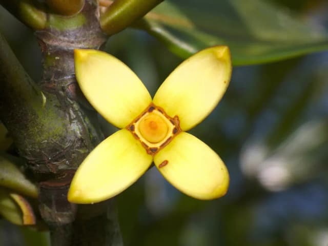 RHIZOPHORA APICULATA LEAF EXTRACT 대표 사진