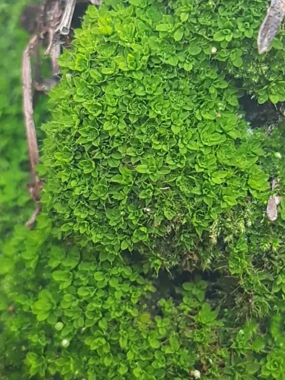 RHODOBRYUM ROSEUM EXTRACT 대표 사진