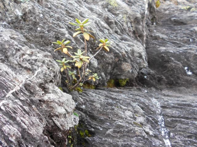 RHODODENDRON ADAMSII LEAF/STEM EXTRACT 대표 사진
