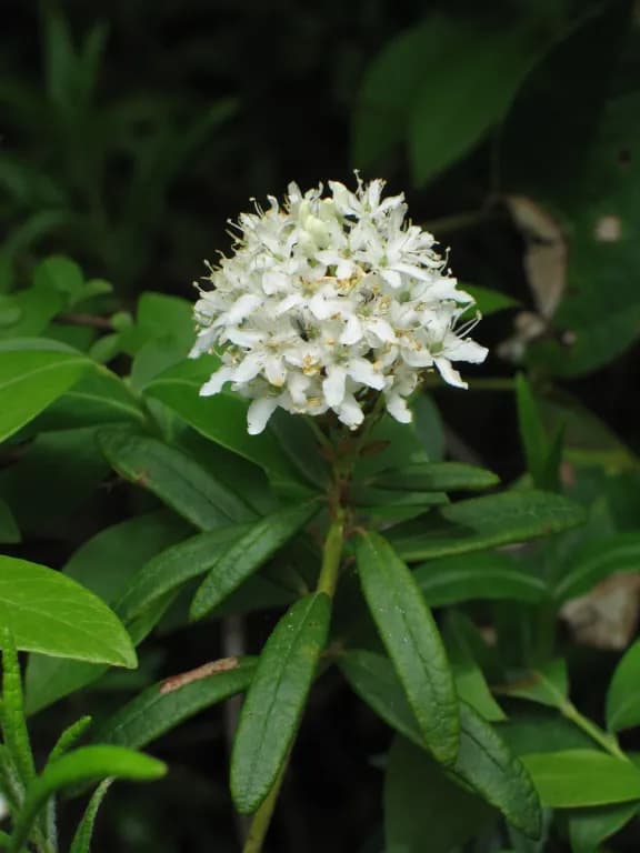 RHODODENDRON GROENLANDICUM LEAF FLAVONOIDS 대표 사진