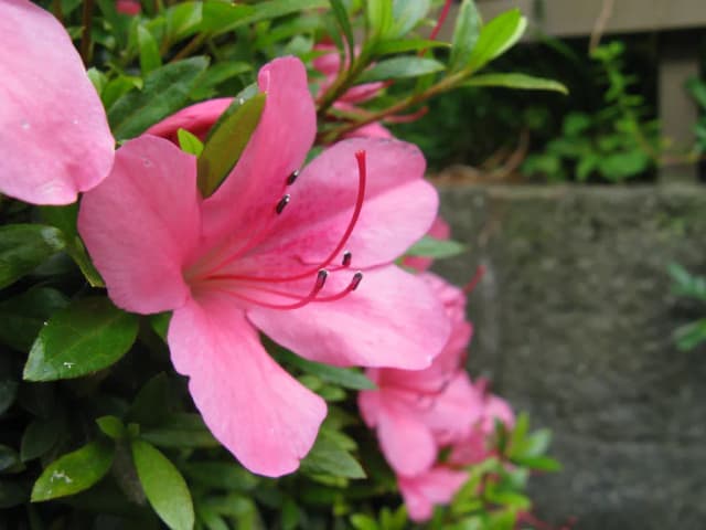 RHODODENDRON INDICUM FLOWER EXTRACT 대표 사진
